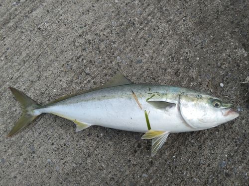 イナダの釣果