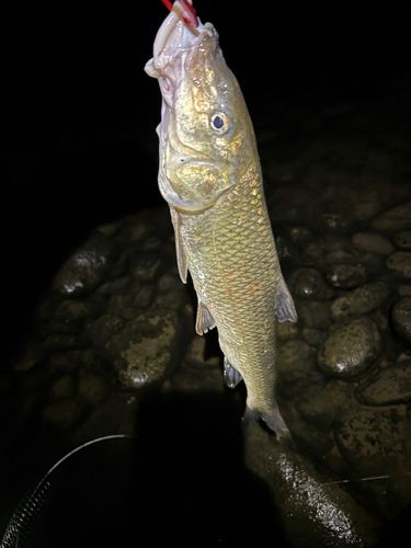 ニゴイの釣果