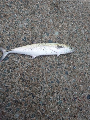 サゴシの釣果