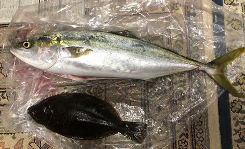 ブリの釣果