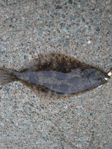 ヒラメの釣果