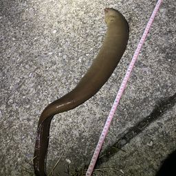 ウツボ