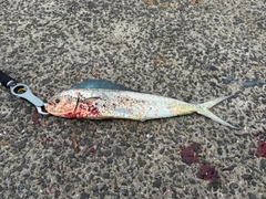 シイラの釣果