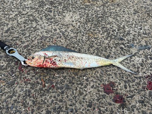 シイラの釣果