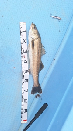 スズキの釣果