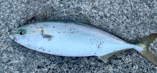 イナダの釣果