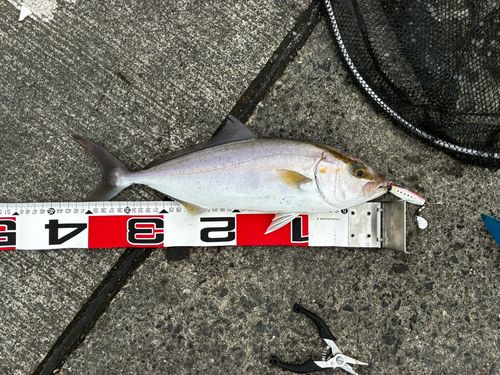 サゴシの釣果