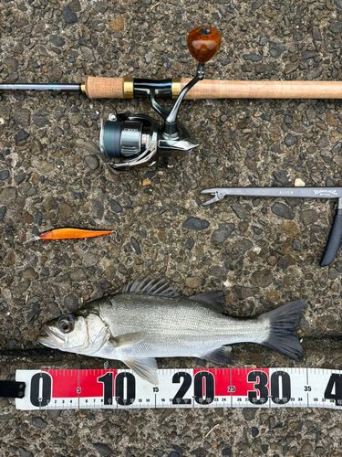 シーバスの釣果