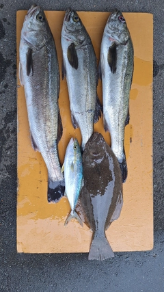 イナダの釣果