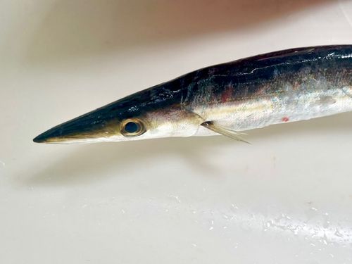 カマスの釣果