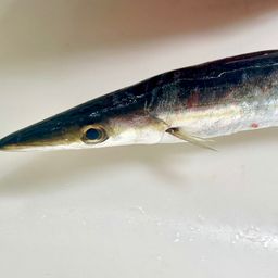 カマス