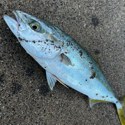 フクラギの釣果