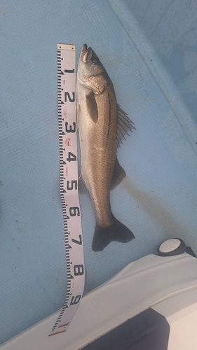 スズキの釣果
