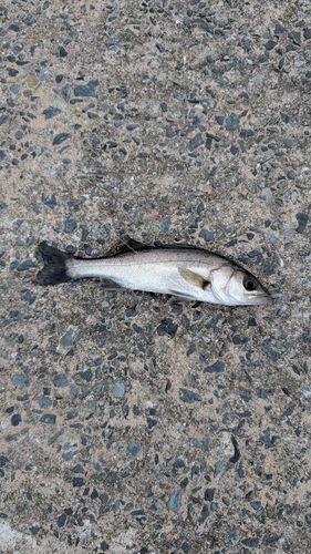 セイゴ（マルスズキ）の釣果