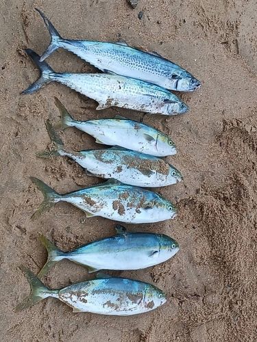 ヤズの釣果