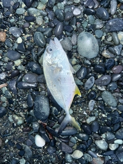 ヒラアジの釣果