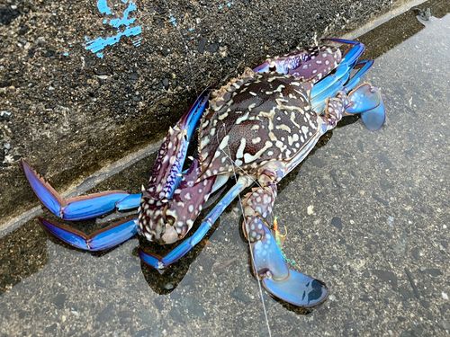 タイワンガザミの釣果