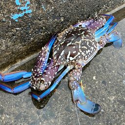 タイワンガザミ