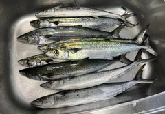 サゴシの釣果