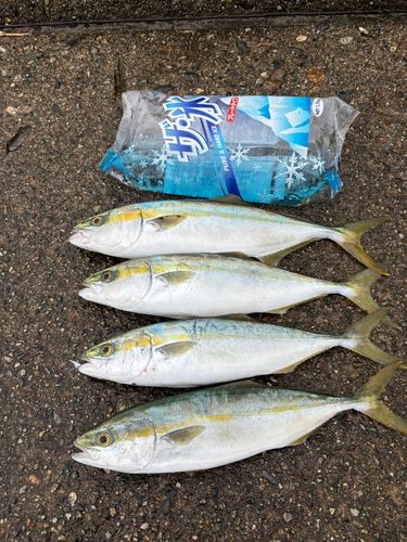 コゾクラの釣果