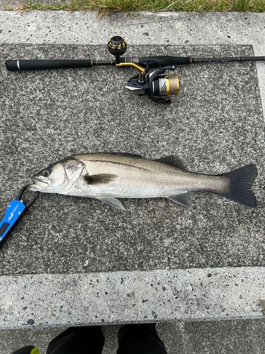 スズキの釣果
