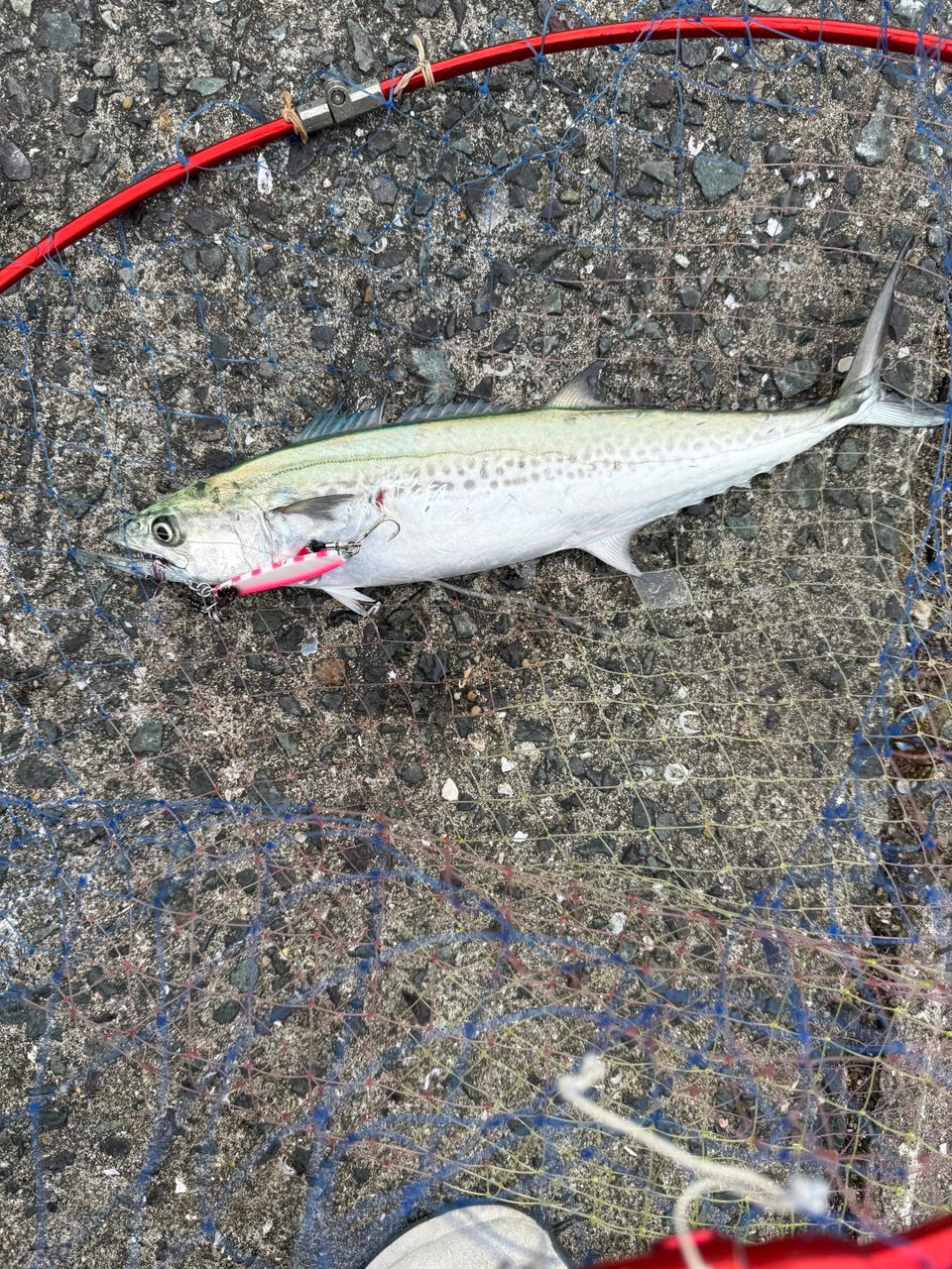 DAIWA 22ショアジギング X 96Mの最安値・インプレ・釣果 | 本音の