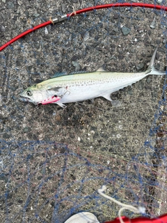 サゴシの釣果