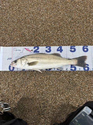 スズキの釣果