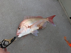 マダイの釣果