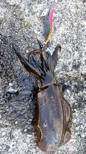 アオリイカの釣果