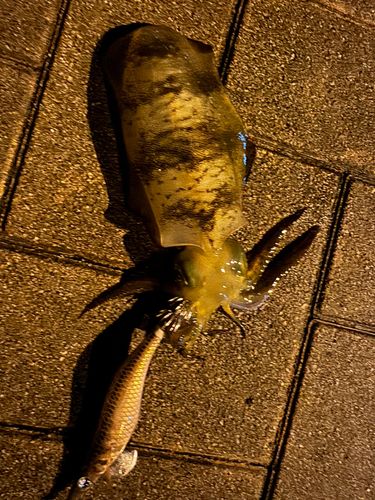 アオリイカの釣果