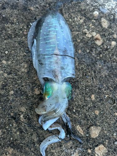 アオリイカの釣果