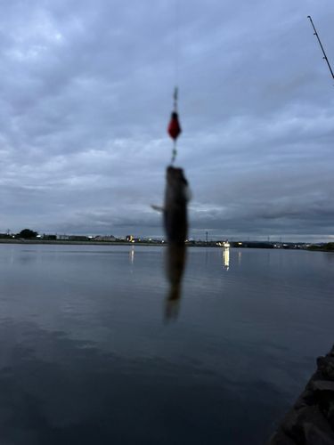 ハゼの釣果