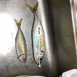 アジ