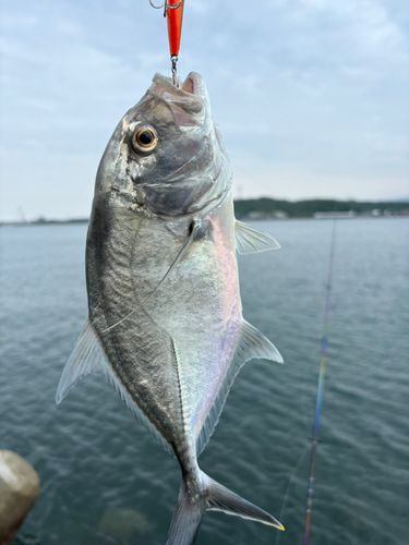 メッキの釣果