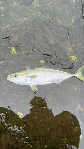 イナダの釣果