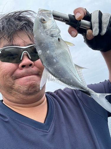 メッキの釣果