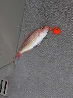 イトヨリダイの釣果