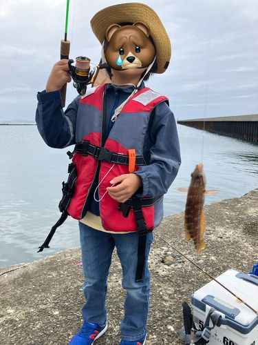 ベラの釣果