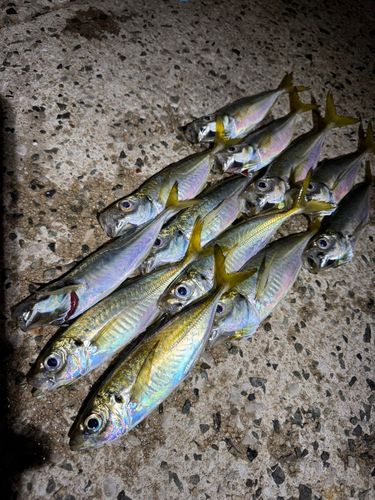 アジの釣果