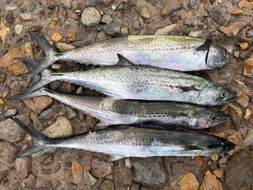サゴシの釣果