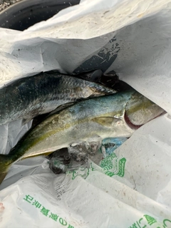 サゴシの釣果
