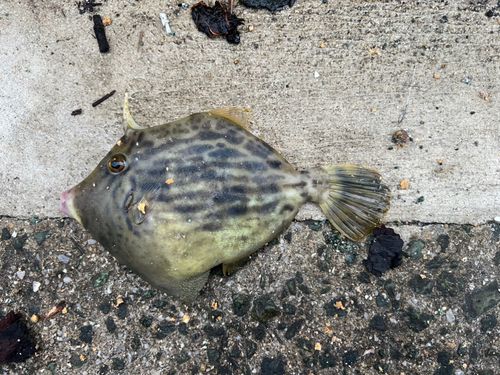 カワハギの釣果