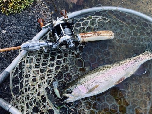 ニジマスの釣果