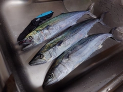 サゴシの釣果