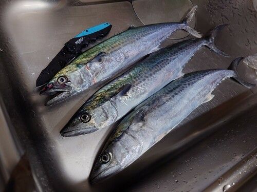 サゴシの釣果