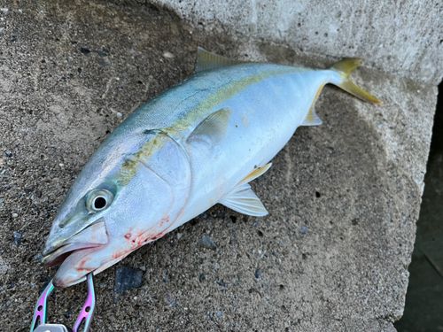 イナダの釣果