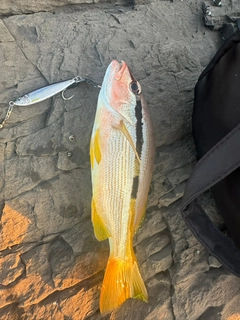 ヨコスジフエダイの釣果