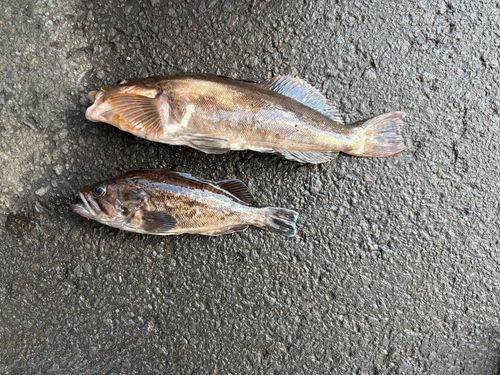アイナメの釣果