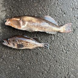 アイナメ